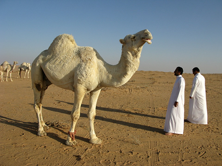 Saudi Arabia Riyadh image